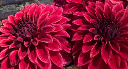 RM Dragon's Blood dahlia, red formal decorative bloom, view 3