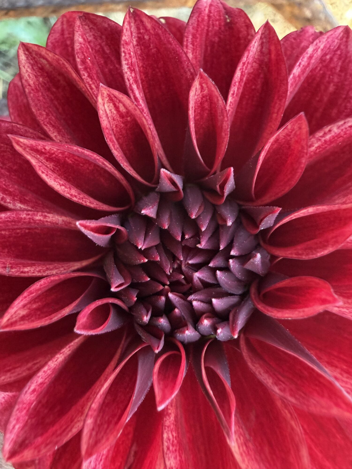 RM Dragon's Blood dahlia, red formal decorative bloom, view 4