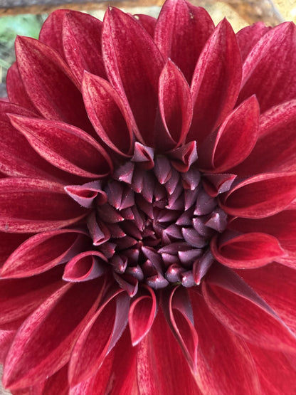 RM Dragon's Blood dahlia, red formal decorative bloom, view 4