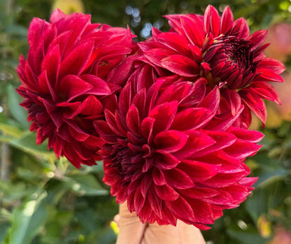 RM Dragon's Blood dahlia, red formal decorative bloom, view 5