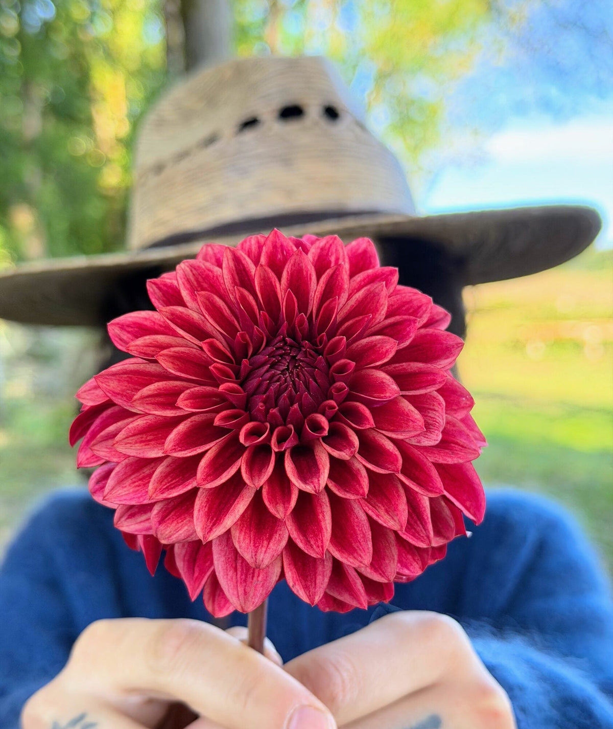 RM Dragon's Blood dahlia, red formal decorative bloom, view 6