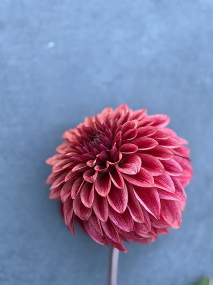 RM Dragon's Blood dahlia, red formal decorative bloom, view 7