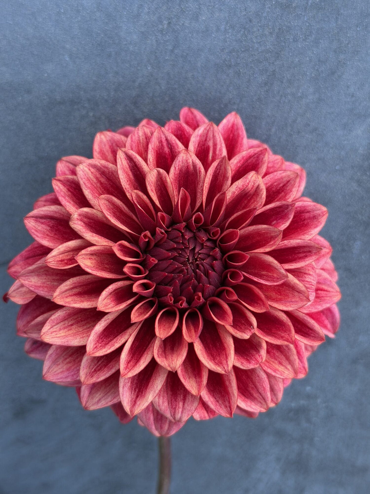 RM Dragon's Blood dahlia, red formal decorative bloom, view 8