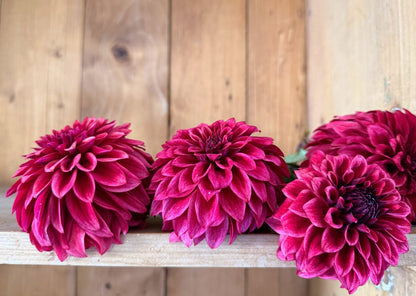 RM Dragon's Blood dahlia, red formal decorative bloom, view 9