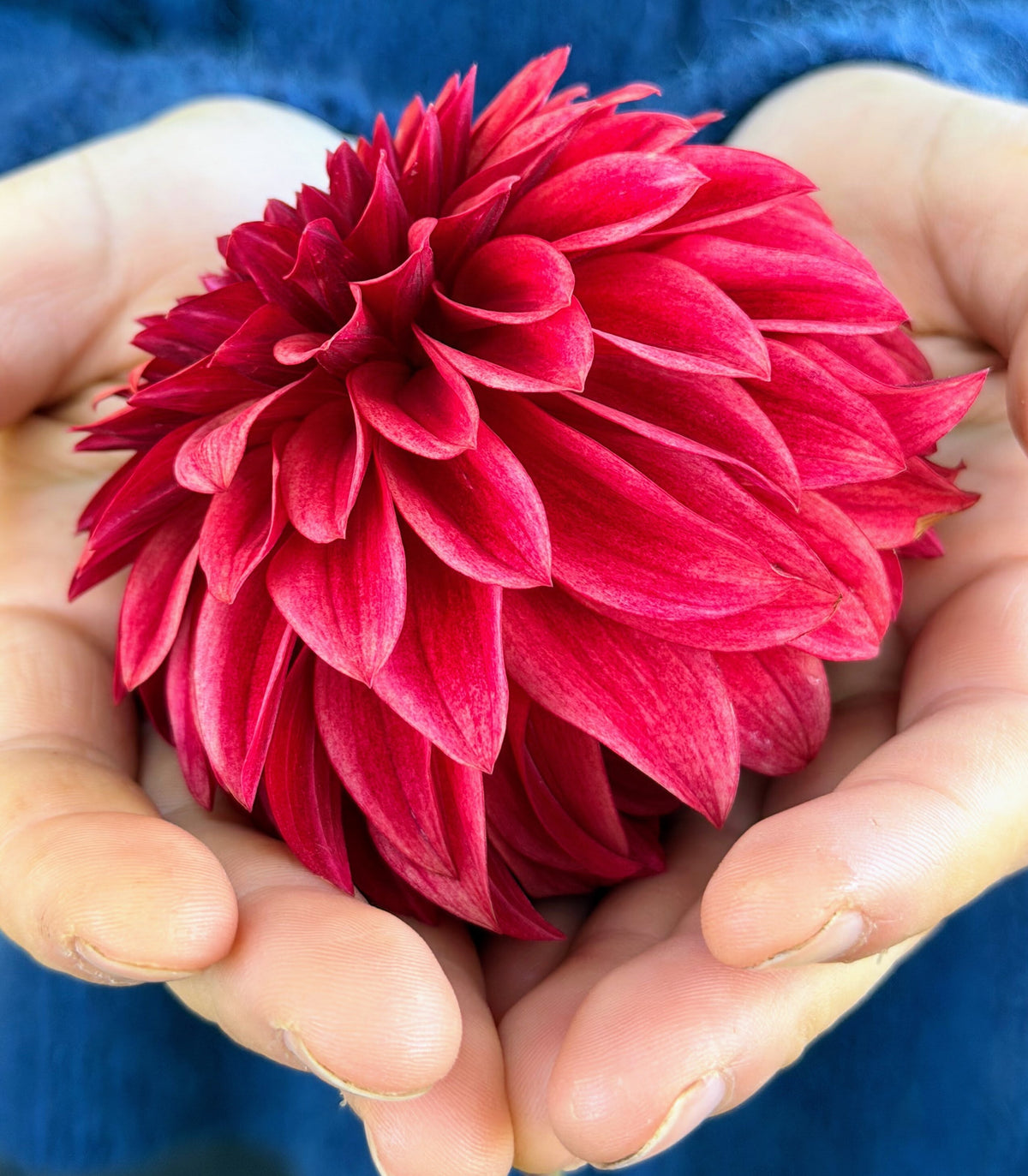 RM Dragon's Blood dahlia, red formal decorative bloom