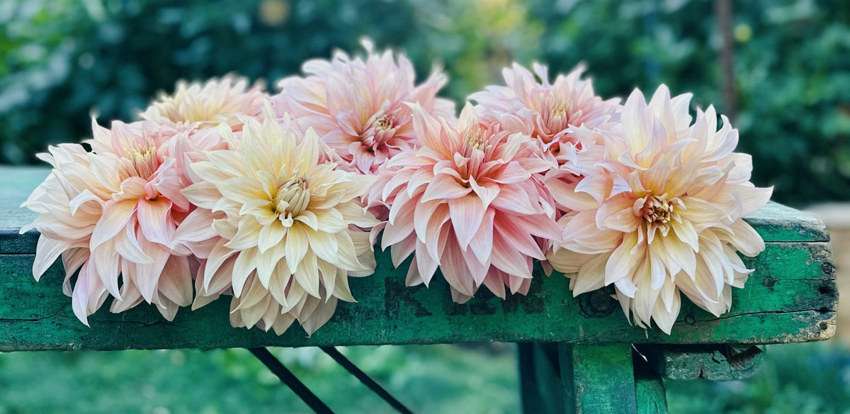 RM Gigi dahlia tuber — photo 2