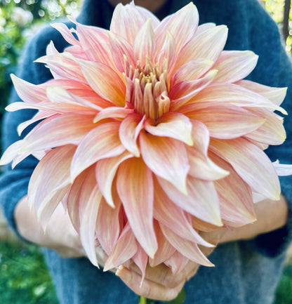 RM Gigi dahlia tuber — photo 3