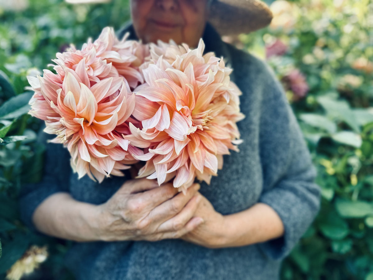 RM Gigi dahlia tuber — photo 4