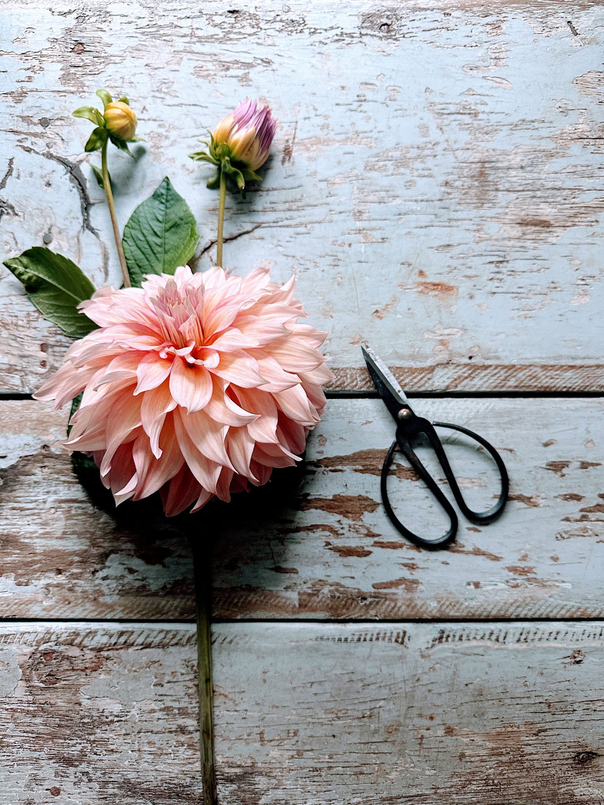 RM Gigi dahlia tuber — photo 5