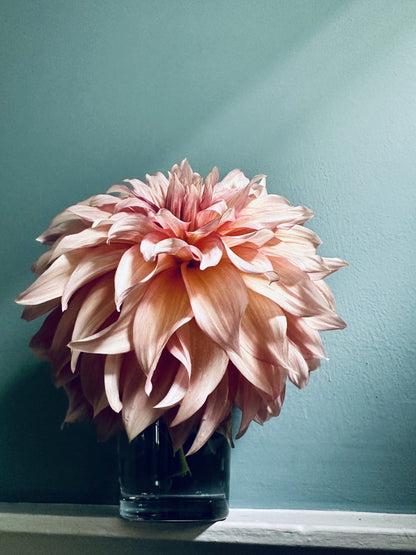 RM Gigi dahlia tuber — photo 6