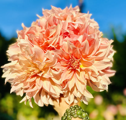 RM Gigi dahlia tuber — photo 7