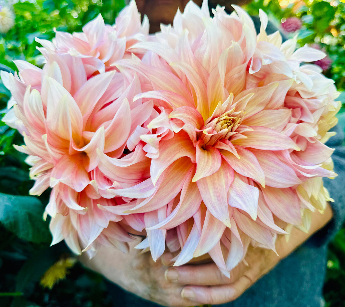 RM Gigi dahlia, pink informal decorative bloom