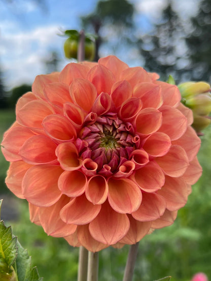 RM Glenny Penny dahlia, photo 1