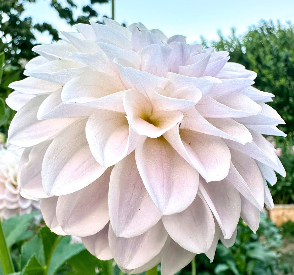 RM Hannah Jo dahlia, lavender formal decorative bloom, view 2