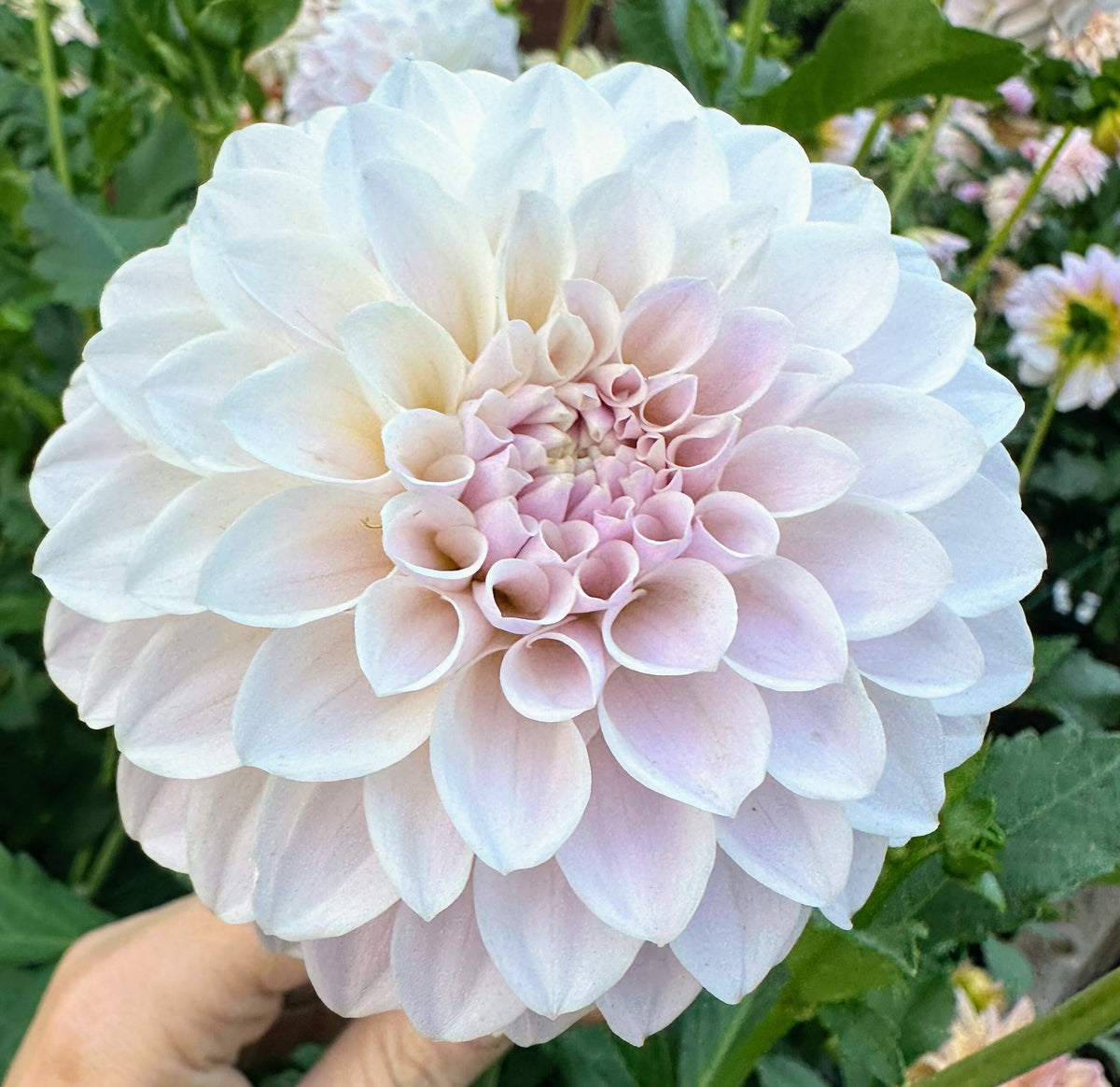 RM Hannah Jo dahlia, lavender formal decorative bloom