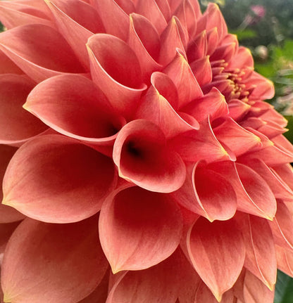 RM Lure dahlia, pink formal decorative bloom, view 2