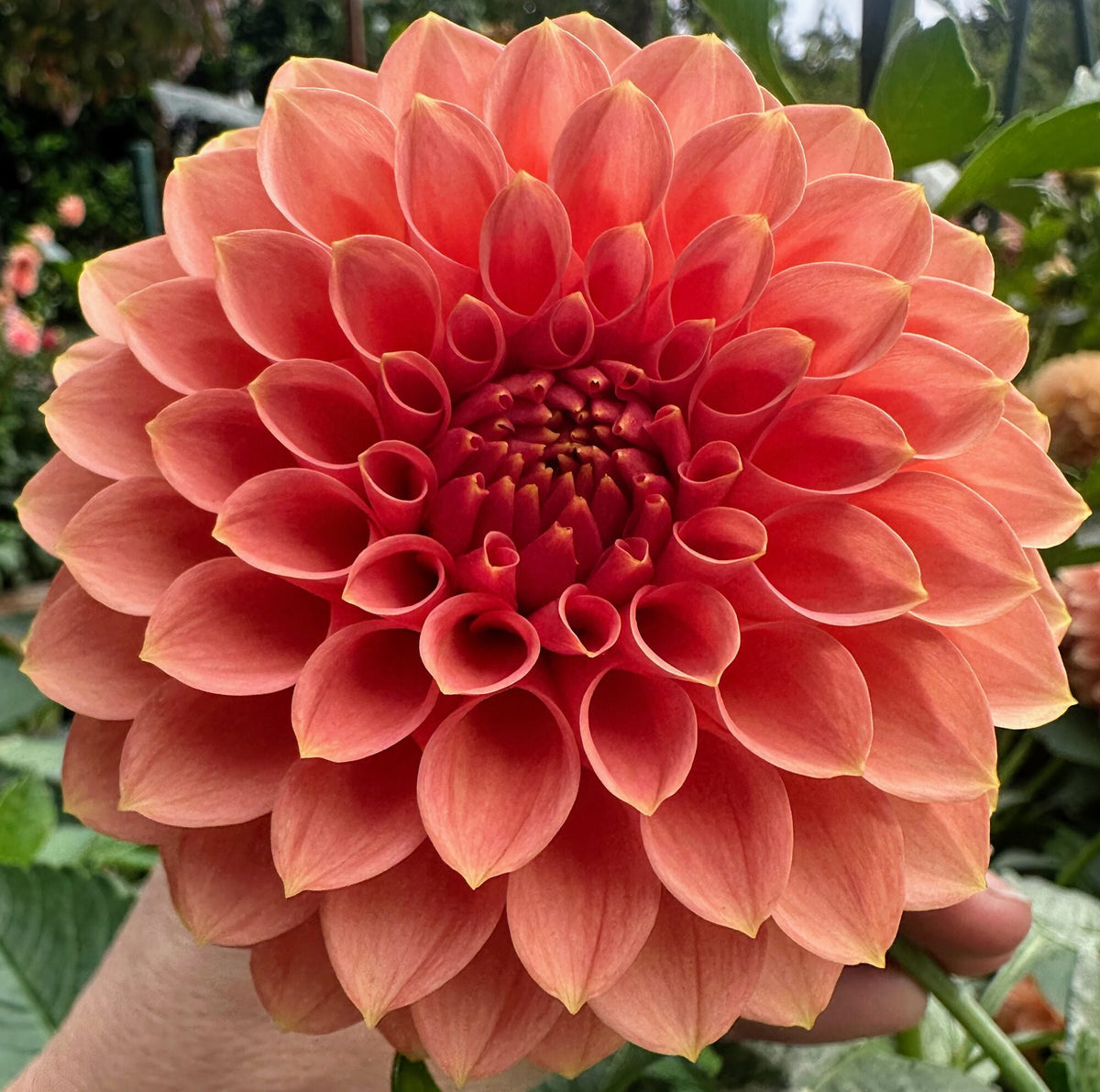 RM Lure dahlia, pink formal decorative bloom, view 3