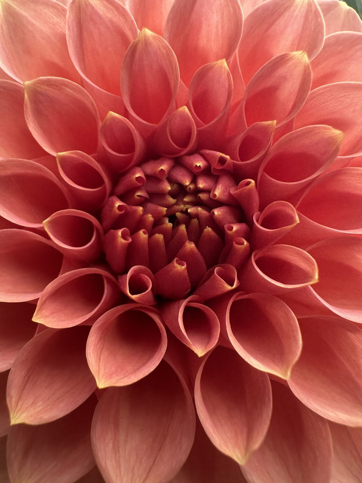 RM Lure dahlia, pink formal decorative bloom, view 4