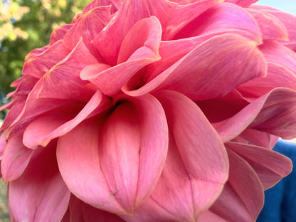 RM Mauvelous dahlia, pink informal decorative bloom, view 2