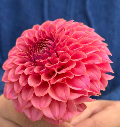 RM Mauvelous dahlia, pink informal decorative bloom, view 3