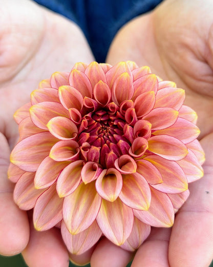 RM Mirage dahlia, yellow formal decorative bloom