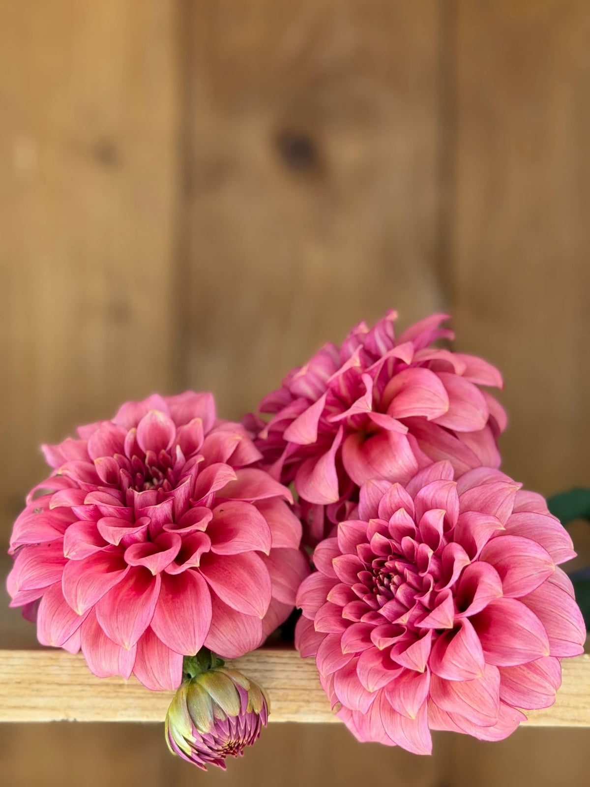 RM Smokeshow dahlia, photo 1