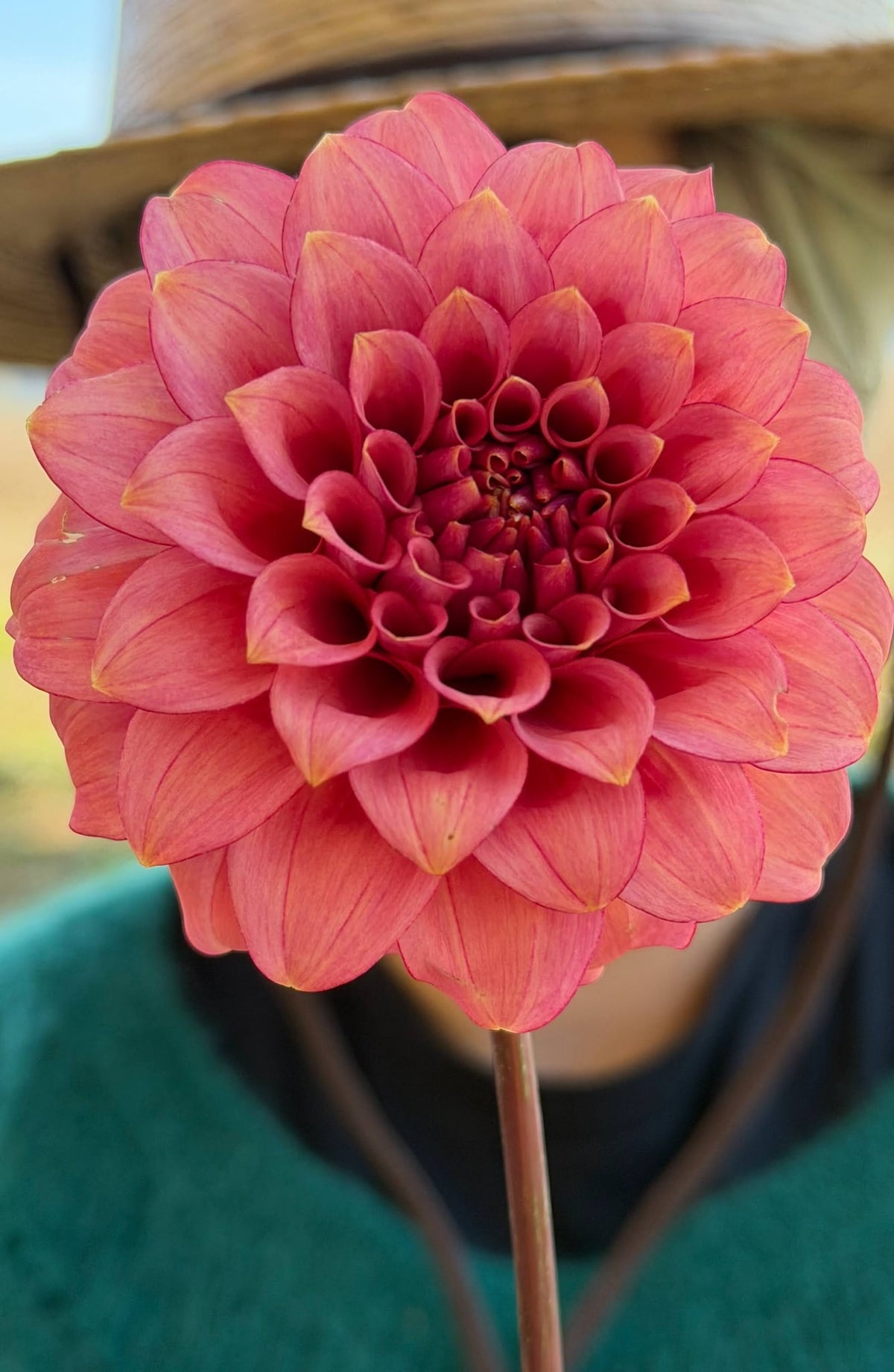 RM Smokeshow dahlia, photo 2