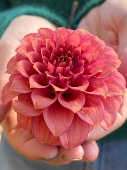 RM Smokeshow dahlia, photo 4