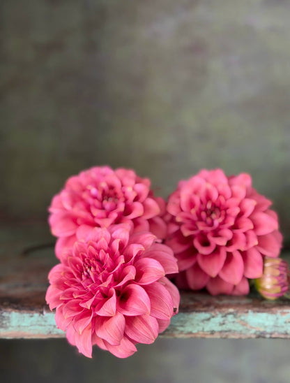 RM Smokeshow dahlia, photo 5