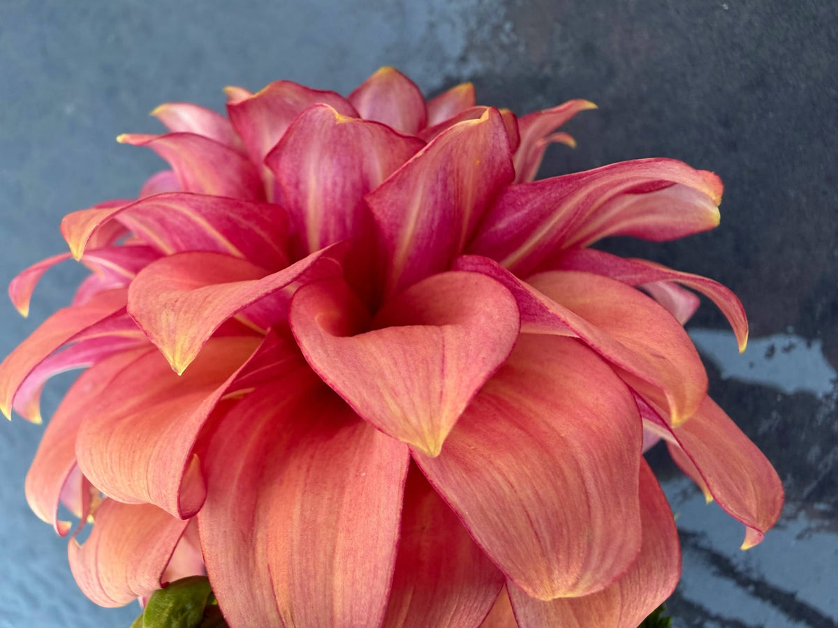 RM Smokeshow dahlia, photo 6