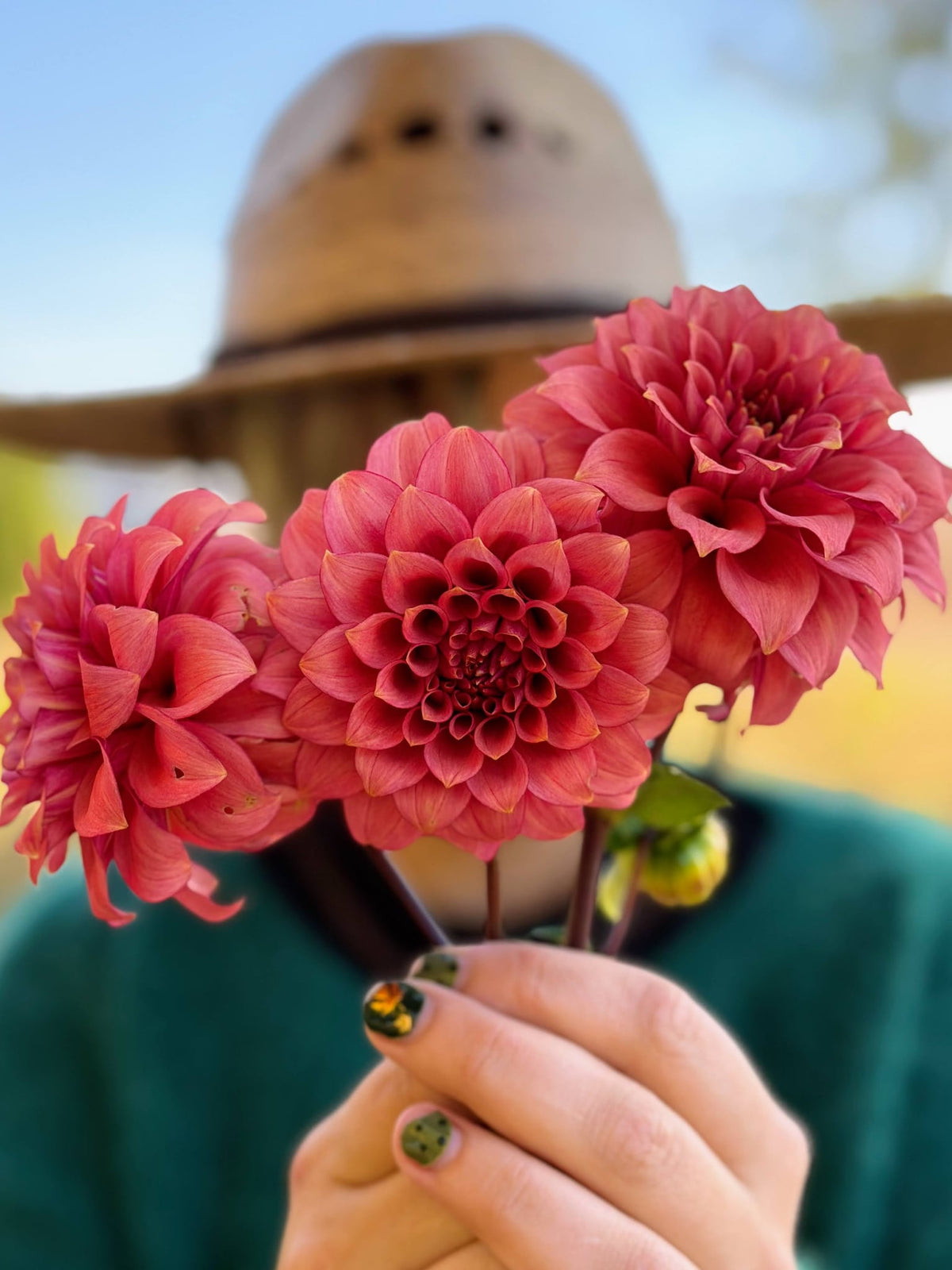 RM Smokeshow dahlia, photo 7