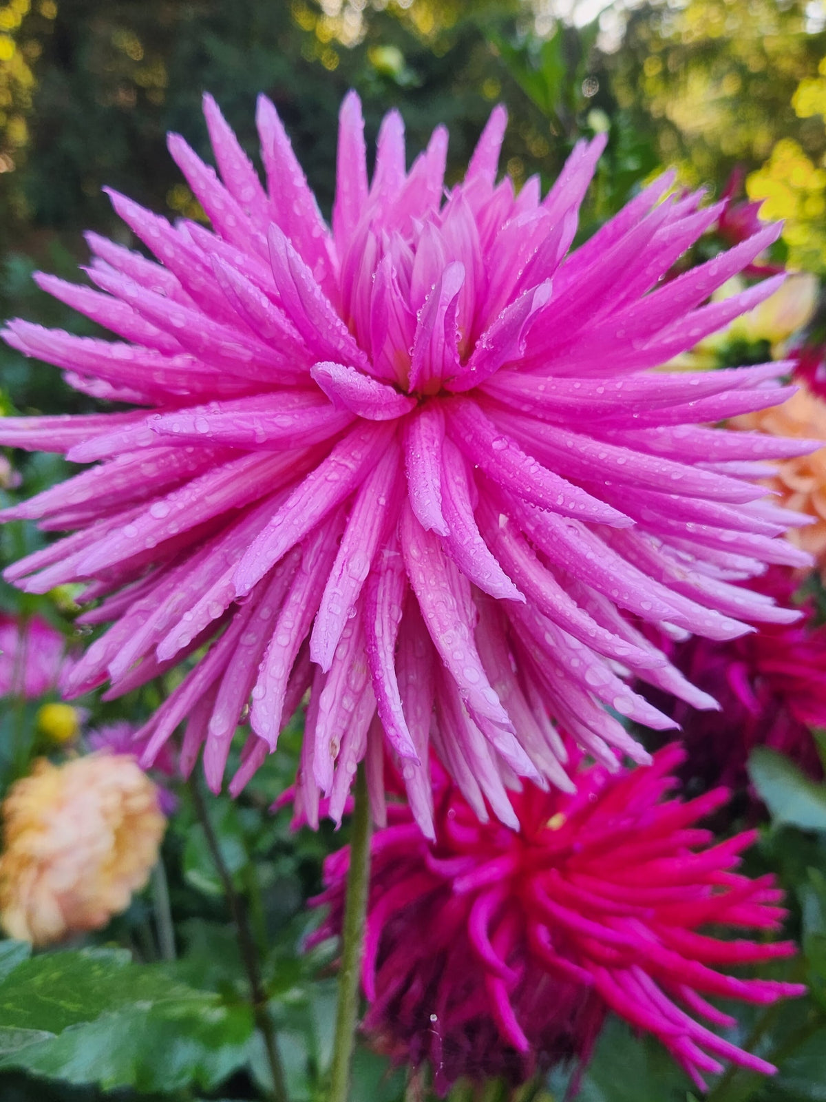 Sandia Barbie dahlia, dark pink cactus bloom
