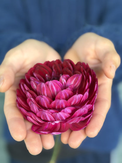 Sandia Bertha dahlia tuber — photo 2