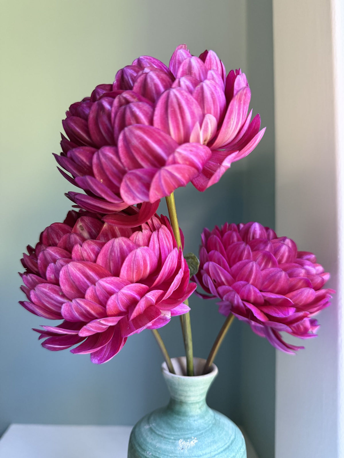 Sandia Bertha dahlia tuber — photo 3