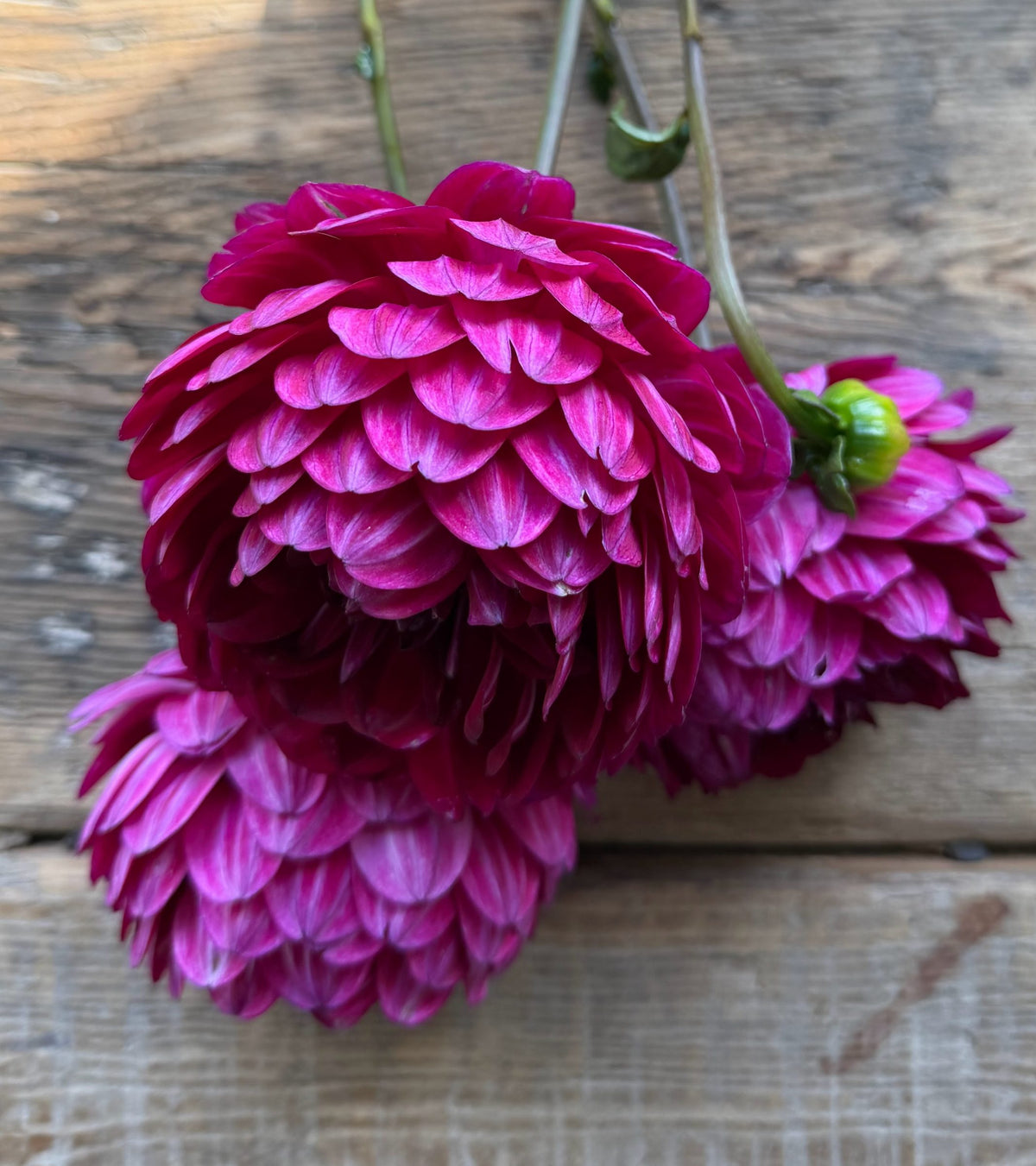 Sandia Bertha dahlia tuber — photo 4