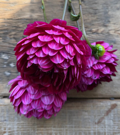Sandia Bertha dahlia tuber — photo 4
