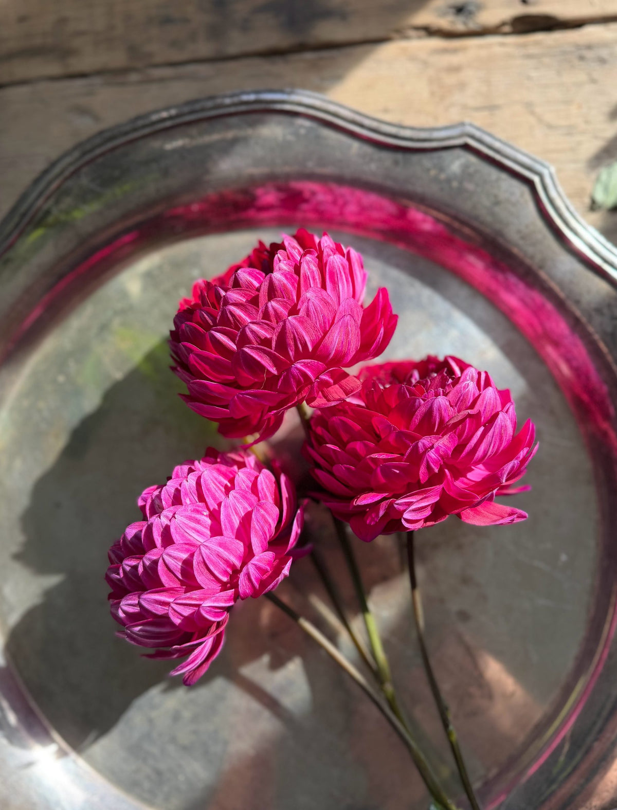 Sandia Bertha dahlia tuber — photo 5