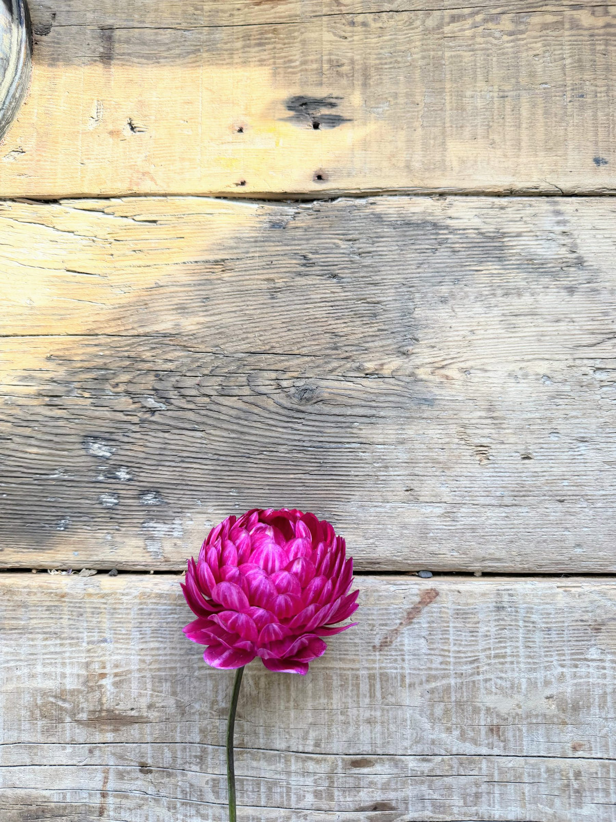 Sandia Bertha dahlia tuber — photo 6