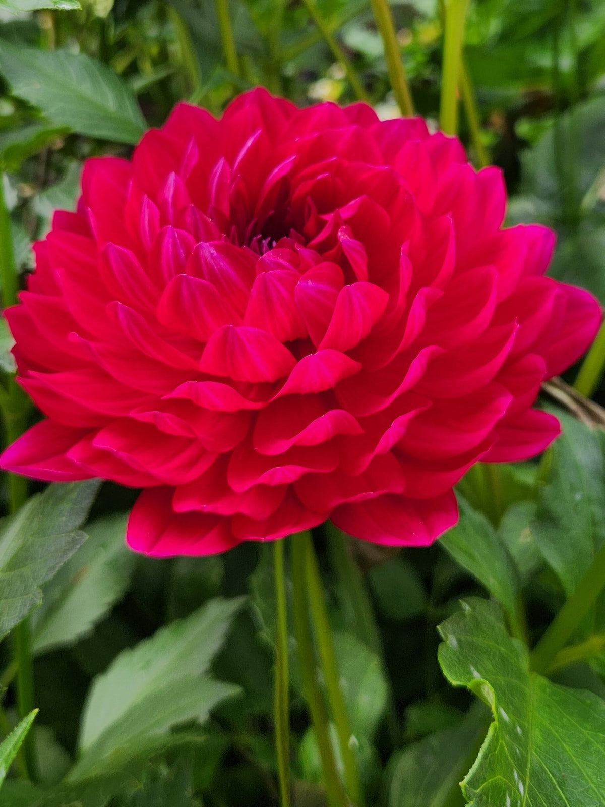 Sandia Claire dahlia, red waterlily bloom