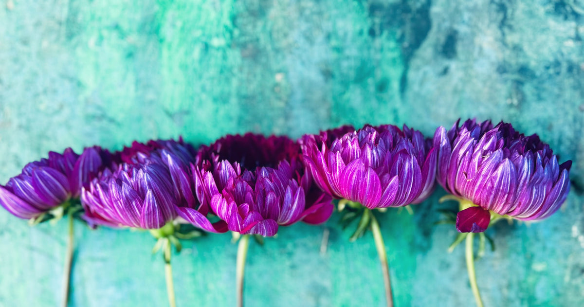 Sandia Nocturne dahlia, purple waterlily bloom, view 3