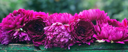 Sandia Nocturne dahlia, purple waterlily bloom, view 4