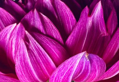 Sandia Nocturne dahlia, purple waterlily bloom, view 5