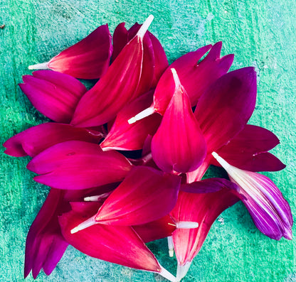 Sandia Nocturne dahlia, purple waterlily bloom, view 6