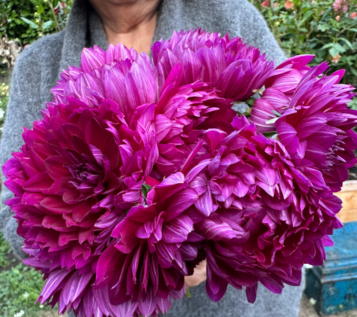 Sandia Nocturne dahlia, purple waterlily bloom, view 7