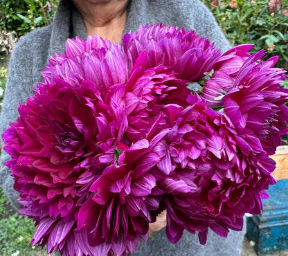 Sandia Nocturne dahlia, purple waterlily bloom, view 7