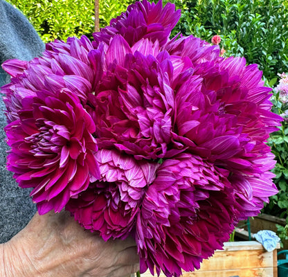 Sandia Nocturne dahlia, purple waterlily bloom, view 8
