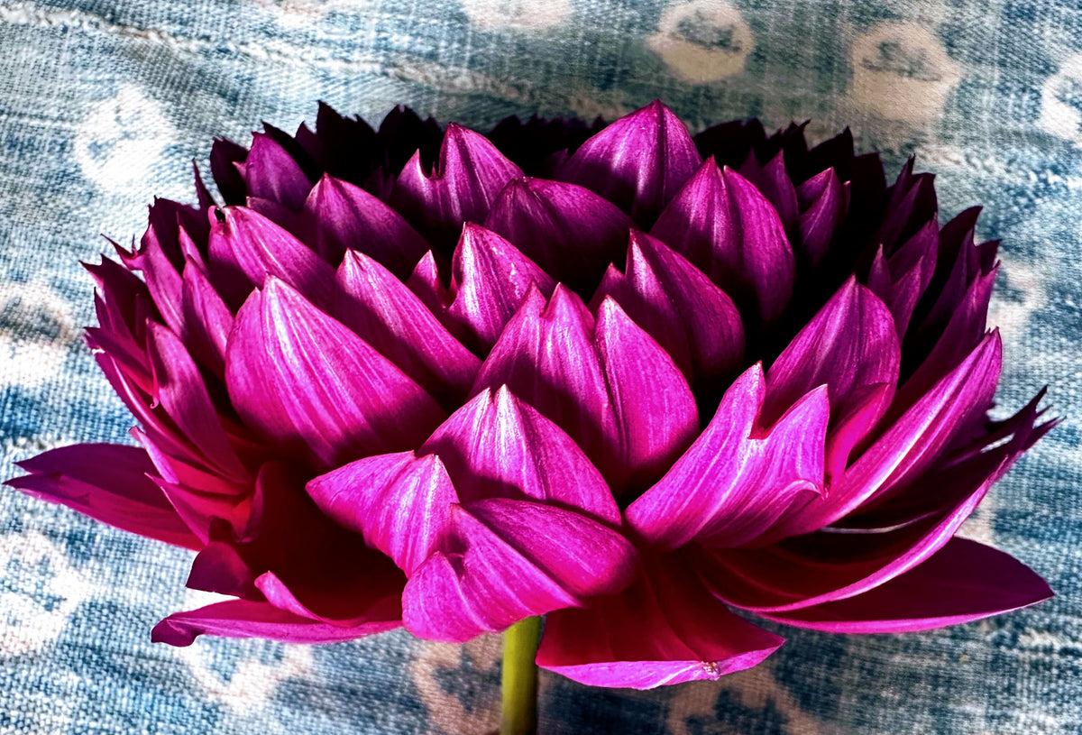 Sandia Nocturne dahlia, purple waterlily bloom
