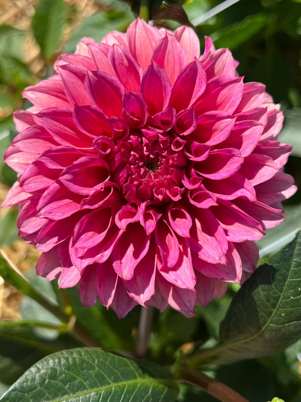 Willow Lane Kindred dahlia, photo 1