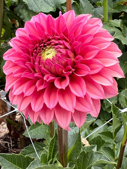 Willow Lane Kindred dahlia, photo 2