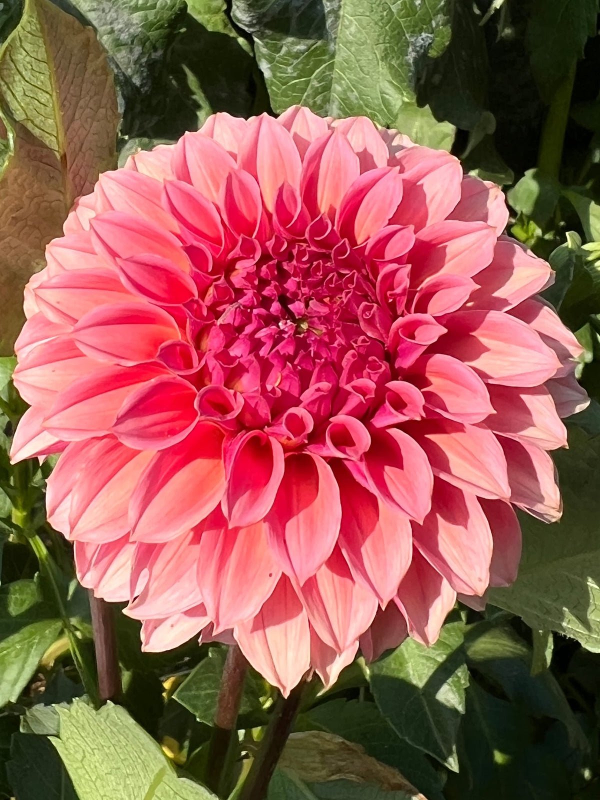 Willow Lane Kindred dahlia, photo 3